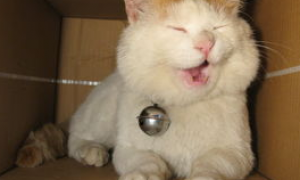 猫猫呕吐白色液体怎么办？