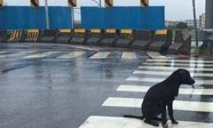 一只黑狗淋雨坐在十字路口久久不走 只为等待主人