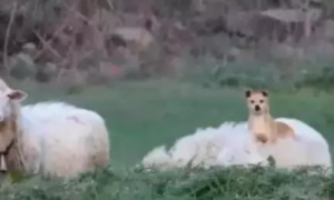 牧羊犬骑在羊身上巡视，这不是“皮皮羊，走！”