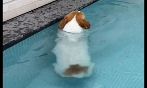 小短腿狗狗在游泳池里游泳，站在水里一动不动，看得出很尽力了