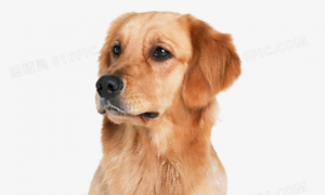 狗狗为什么会皮肤瘙痒，引起狗瘙痒的原因有哪些？