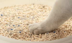 摩贝恩猫砂的4大优势，你们都清楚吗？