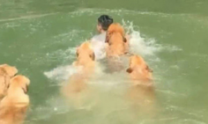 主人在河正中间游泳，5只金毛认为有风险，一举让主人方案一瞬间黄