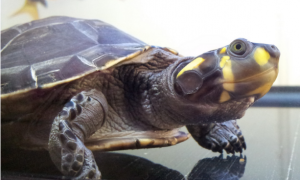 黄头侧颈龟能长多大？