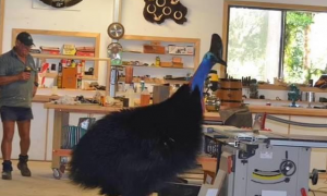 澳洲木匠偶遇世界上最危险的鸟，这种鸟曾在美国攻击人类致死