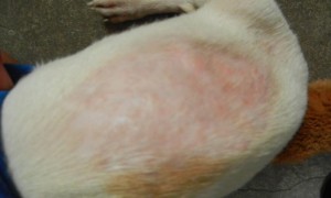 狗狗如果皮肤出现癣菌病和色素紊乱怎么处理？