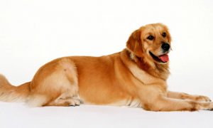 狗狗细小病毒的病症及治疗方法？怎么应对狗细小？