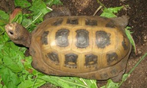 缅甸陆龟为什么不走路了？原因很简单