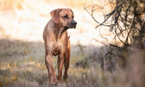 罗得西亚背脊犬，温柔的非洲狩猎者