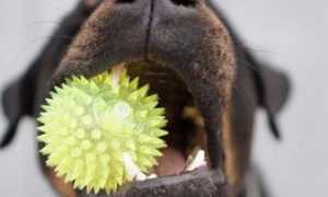 如何防止小狗有牙结石？狗狗得了牙结石会怎么样？