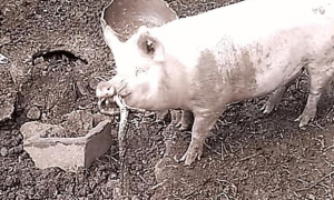 女子去喂猪，发现它在啃一根长条形异物