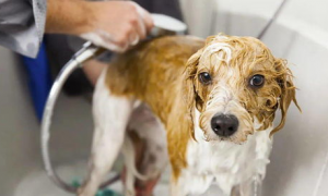 狗狗洗完澡毛发没吹干有什么影响？来了解下吧