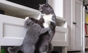最受欢迎的3种宠物猫：布偶猫最美，英短猫咪最喵美价廉！