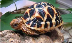 印度星斑陆龟能长多大？可以长多大？