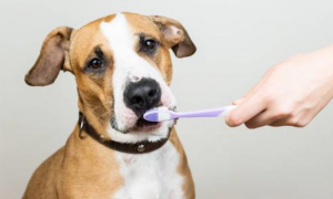 如何给狗狗刷牙？