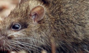 一文详解：灰鼯鼠是什么动物？