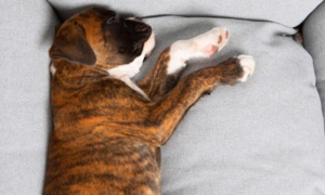 春乏冬眠期狗好睡，家狗总是睡不醒，将会受甲状腺减低危害