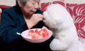 姥姥分狗狗吃草莓，而狗狗的行为真是听话无比！