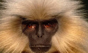 你见过如此可爱的猴子吗？它可是在喜马拉雅山居住过的