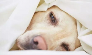 老年犬排尿增多？可能是慢性肾衰竭，治疗狗狗需要分两阶段