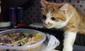 猫主子为何对食物做出埋屎动作，难道真的有这么嫌弃吗