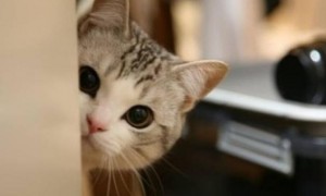 为什么你的猫总是盯着你看？可能是四种原因