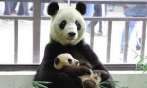 上海动物园熊猫帼帼骤逝 175天大女儿也离世