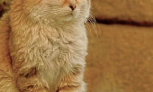 一只被称为“先生”的沙漠猫：独处时玩世不恭，恋爱时却柔情似水