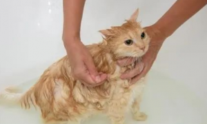 猫咪洗澡的秘密：年龄、频率与技巧全掌握！
