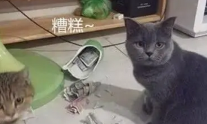 2只宠物猫打碎花瓶，铲屎官准备揍猫时看到花瓶里东西，突然笑了