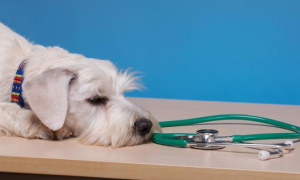狗狗呕吐的5大病症确诊，宠主到底能区别出几类呢？