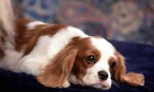 狗狗得了异物性肺炎怎么办？