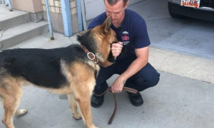 大火幸存的狼犬 被消防员收编后成为消防队一员