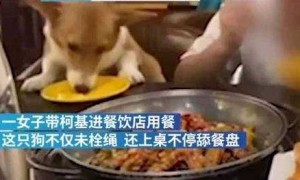用公共餐具给狗喂食 ，社会公德何在？