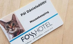 超可爱猫咪捕鼠员 被饭店正式聘用还有专属员工证