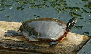东部锦龟几级保护动物？来get下吧