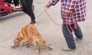 狗市里兴奋度极高的金毛，被狗贩抬上秤后，幸运被人以470块的价格救下