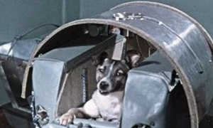 64年前第一只上太空的小狗，为何仅过了4天，就将它“安乐死”？