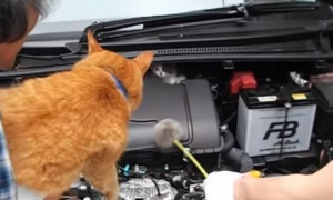 小猫误入汽车引擎取暖 幸得橘猫呼唤有惊无险
