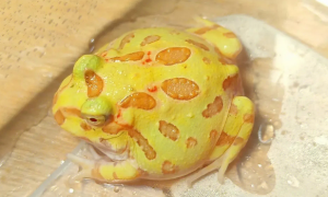 角蛙脱肛，造成角蛙会脱肛的真正原因