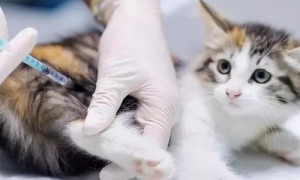 为什么让你的猫接种疫苗很重要？猫狂犬病的危害