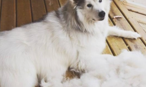狗冬季很多掉毛是怎么回事？