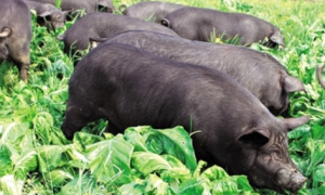 内江猪的饲养方法：独特的繁育与养殖技术