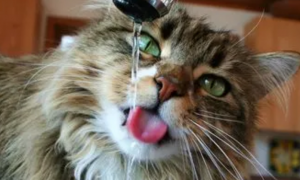 经常给猫喝这几种水相当于慢性自杀