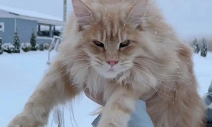 俄罗斯繁育最成功的俄罗斯猫？