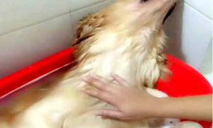 狗狗仰着脑蛋在洗澡，被主人拍了一掌后，小表情笑到许多人肚子痛