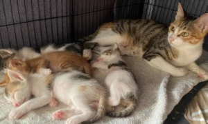 母猫生了4只小猫吉利吗