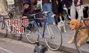 上海一男子街头遛机器狗，搞得真二哈都懵圈了
