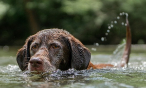 警醒，狗狗游泳有风险性，这几点主人们须留意！