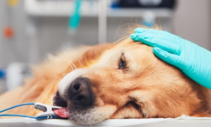 狗狗睾丸发炎化脓怎么办啊？